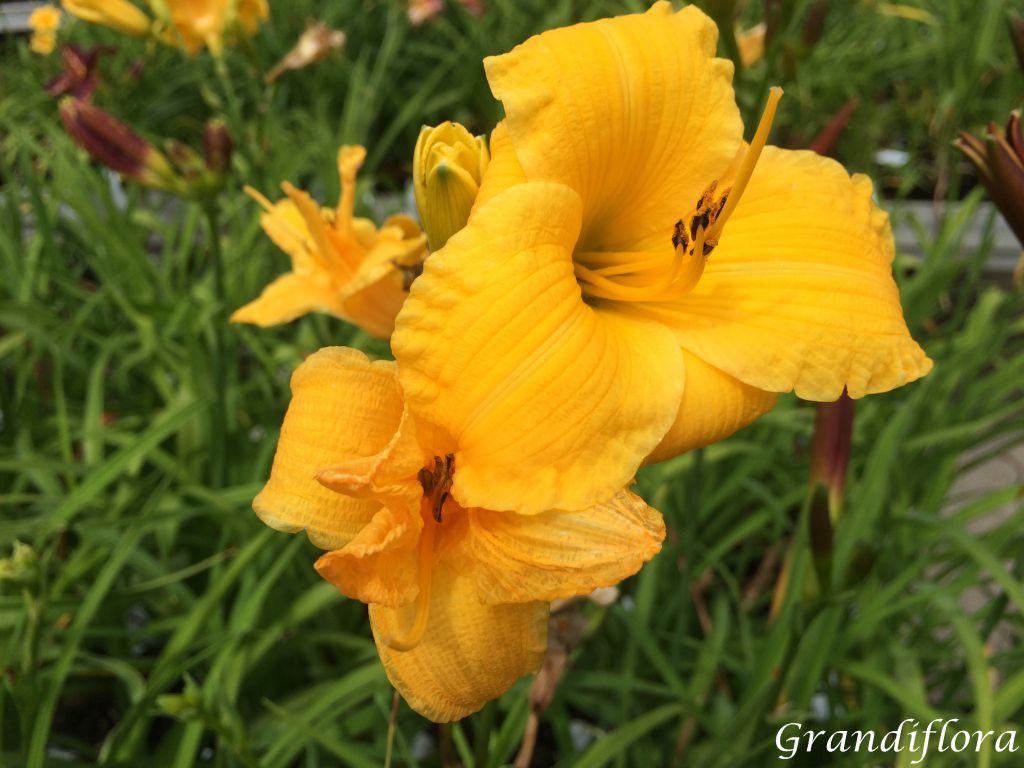 Hemerocallis 'Bakabana'